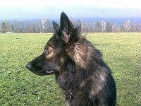 Ki-Shani